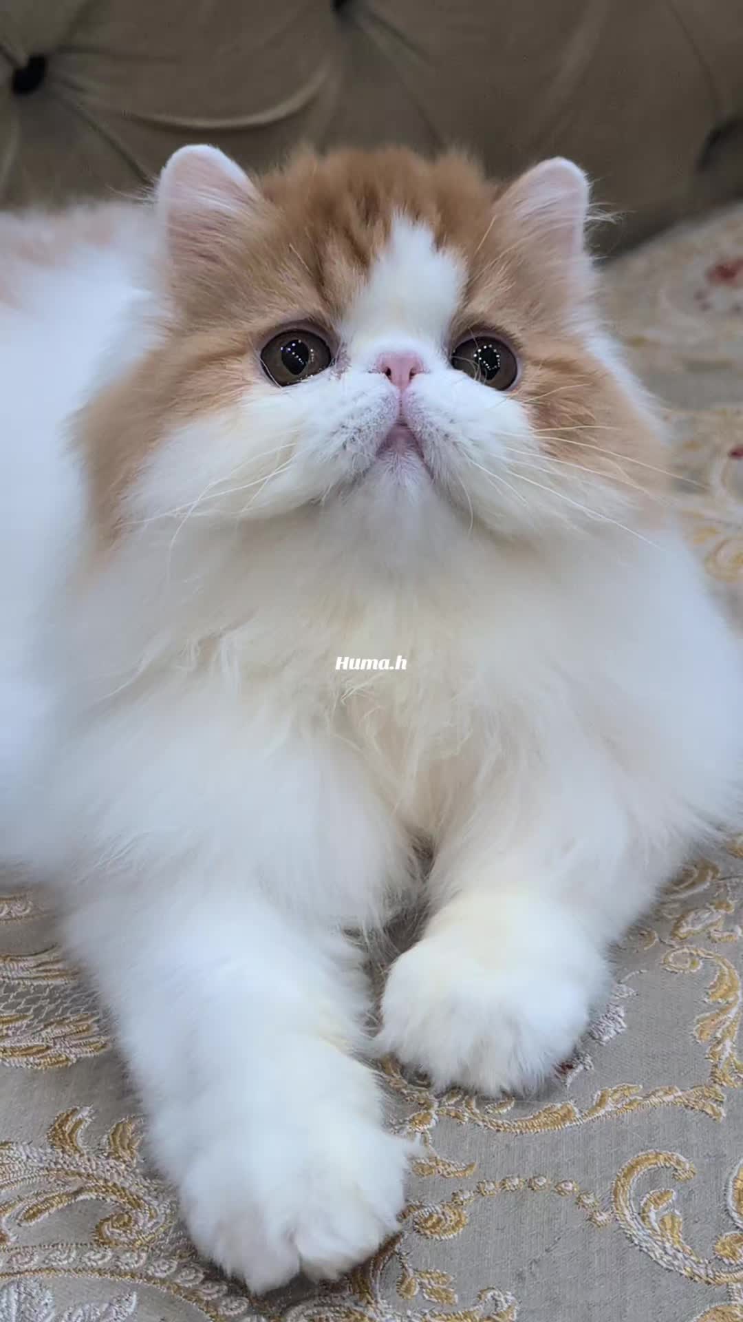 @_Humah_