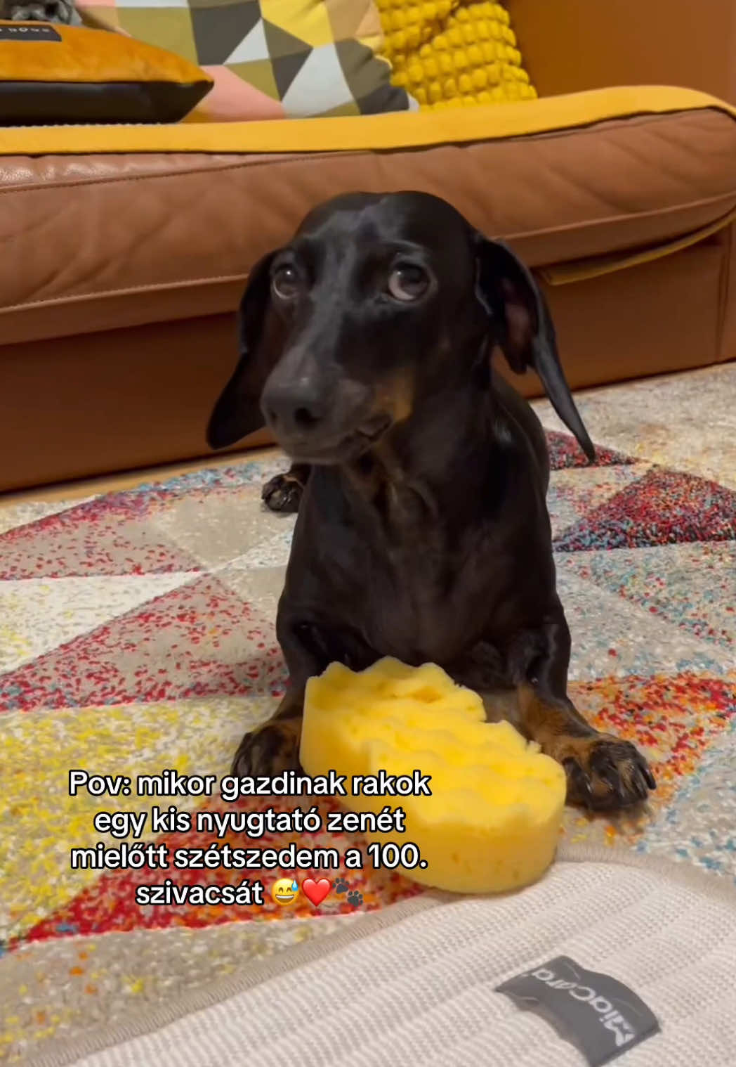 @🐾 Pajti kalandjai 🐾