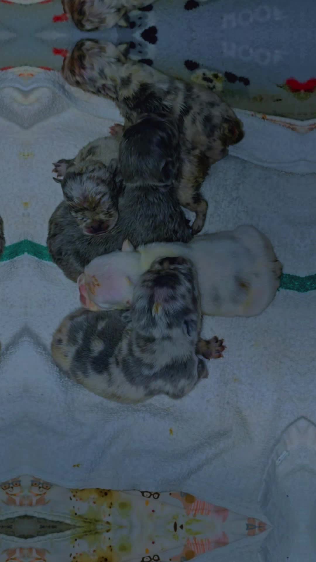 @EClassBullys