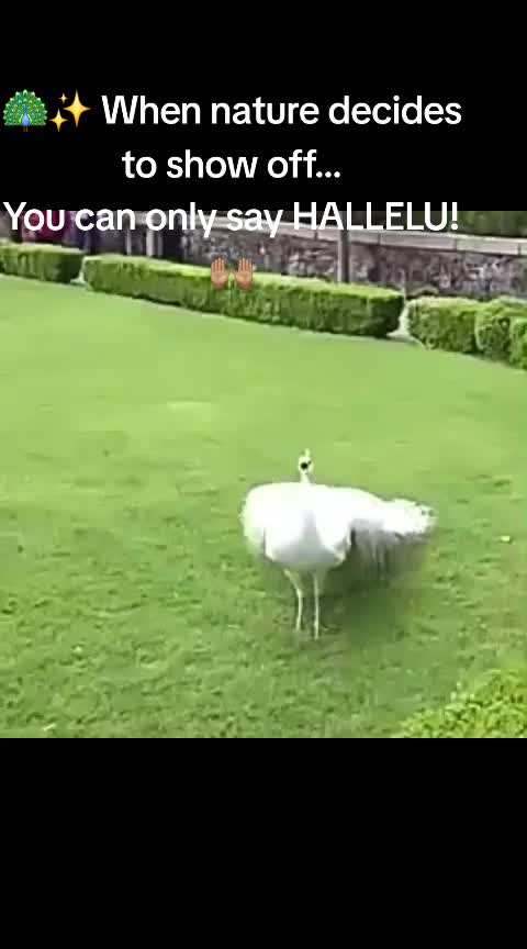@sunnymackson