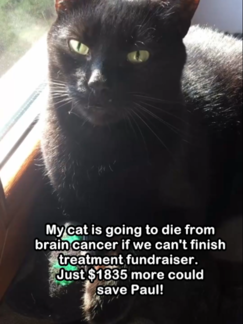 @Saving Paul the brave Cat!