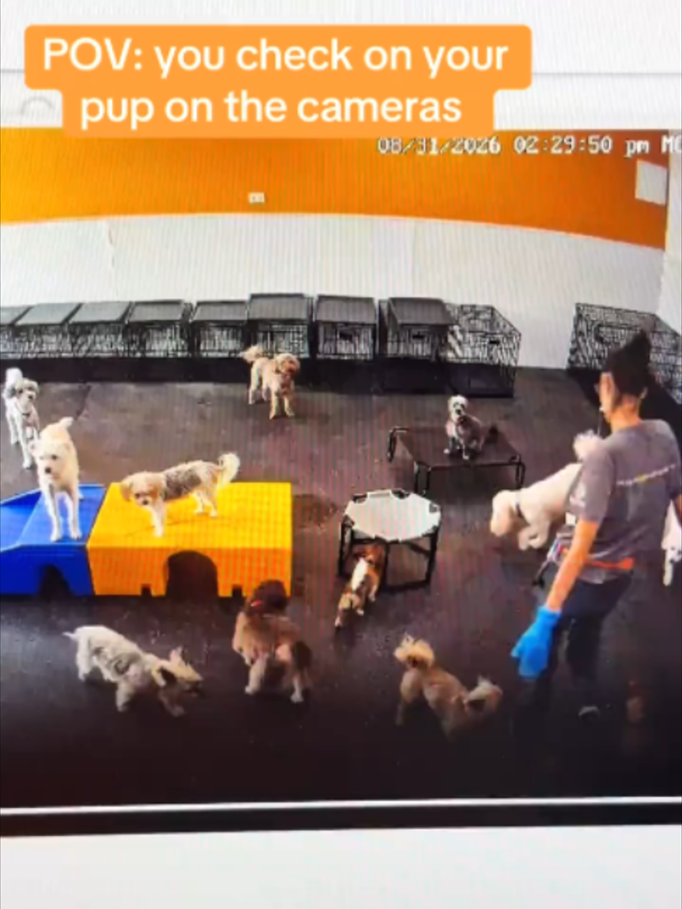 @Dogtopia