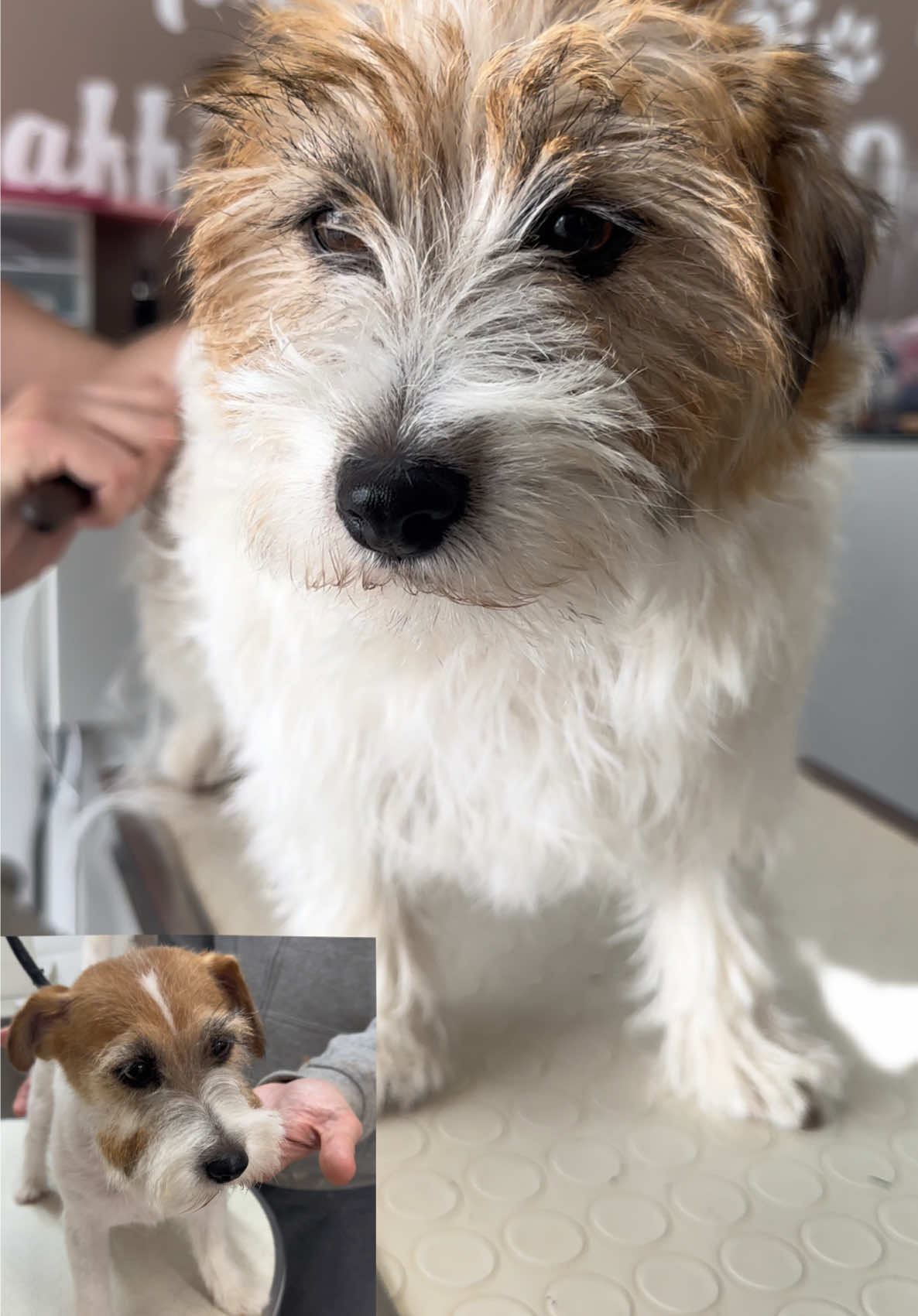 @NewDog Toelettatura & Pet Shop