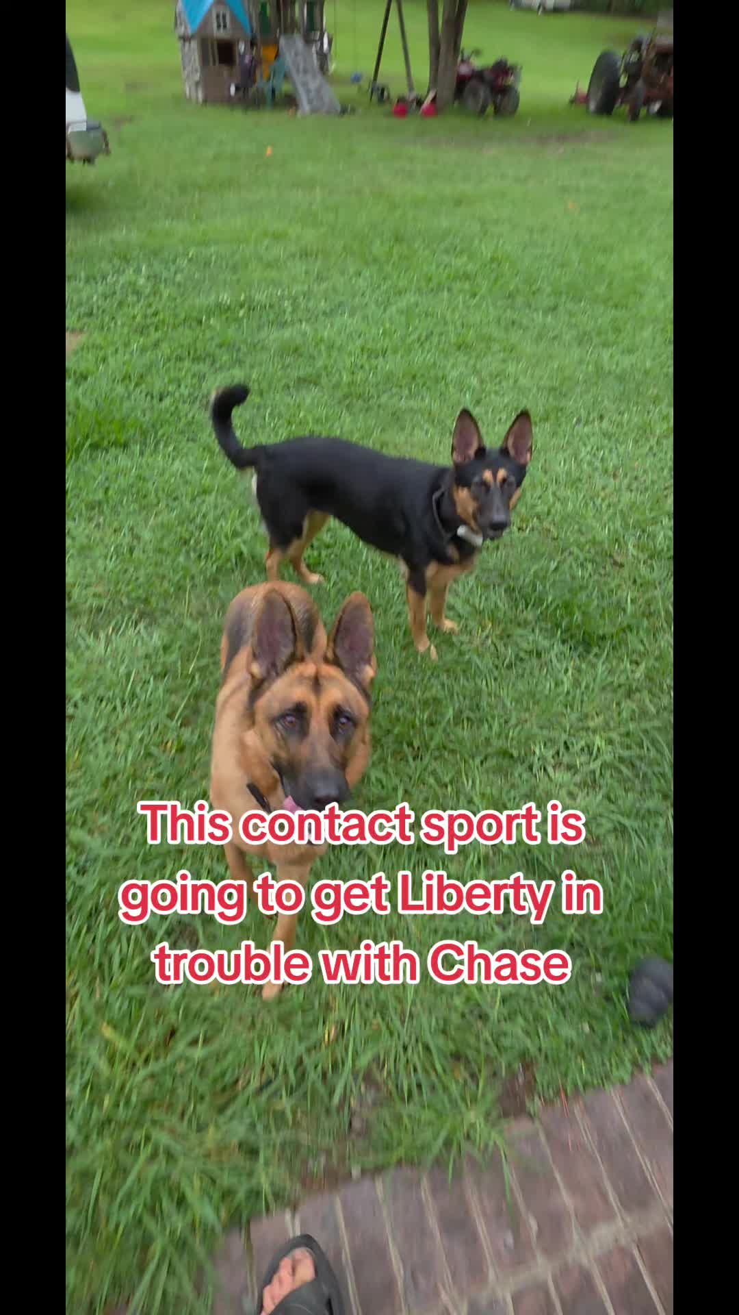 @Chase and Shelby and Liberty