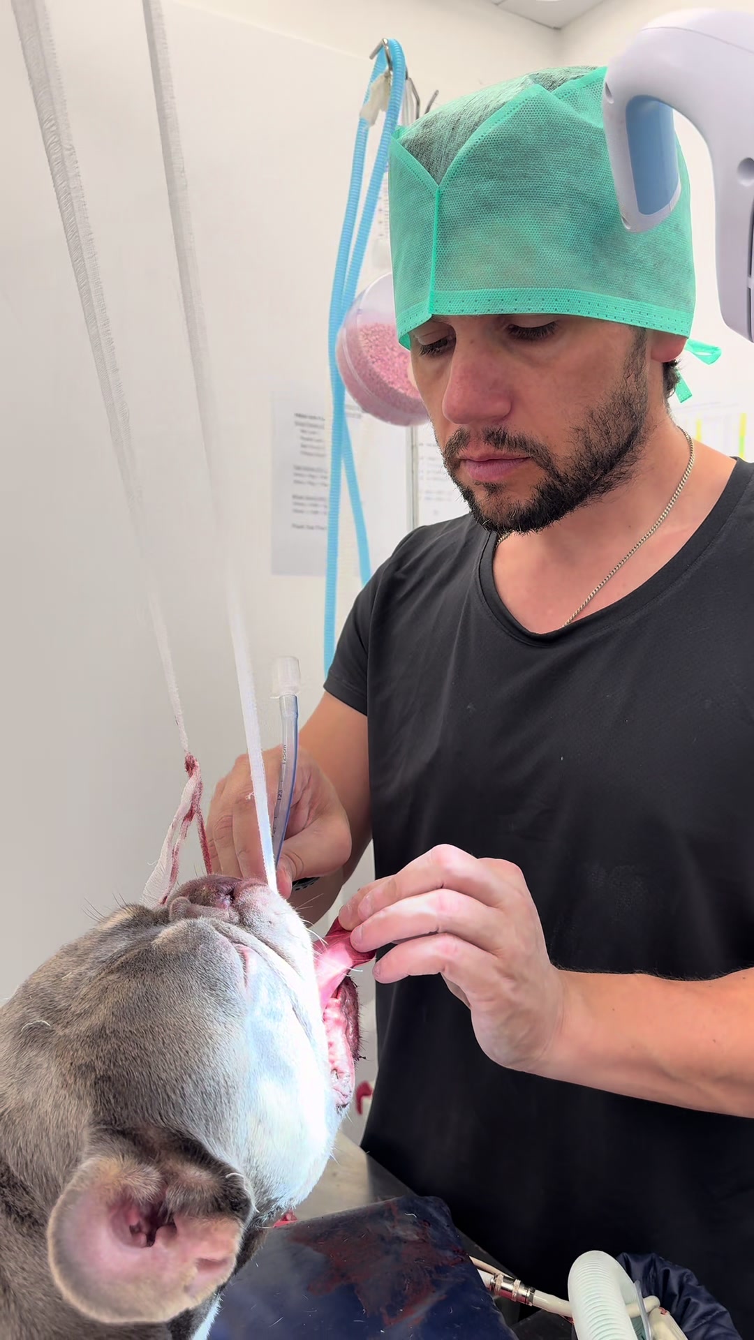 @Tomasthevet