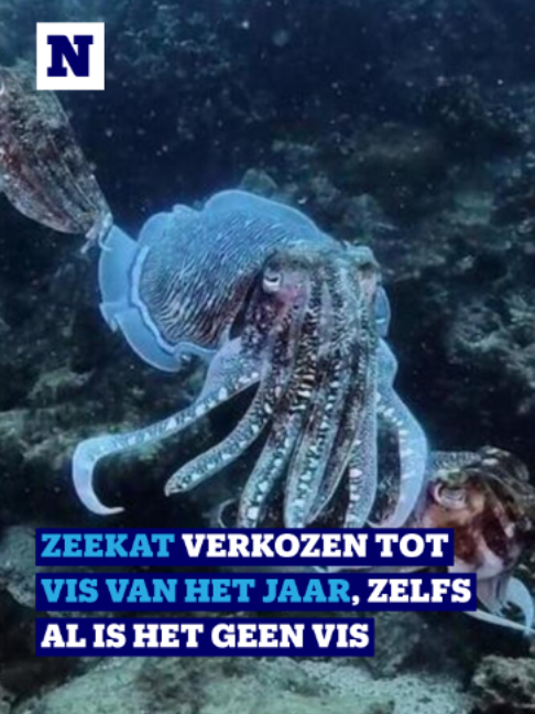 @Nieuwsblad