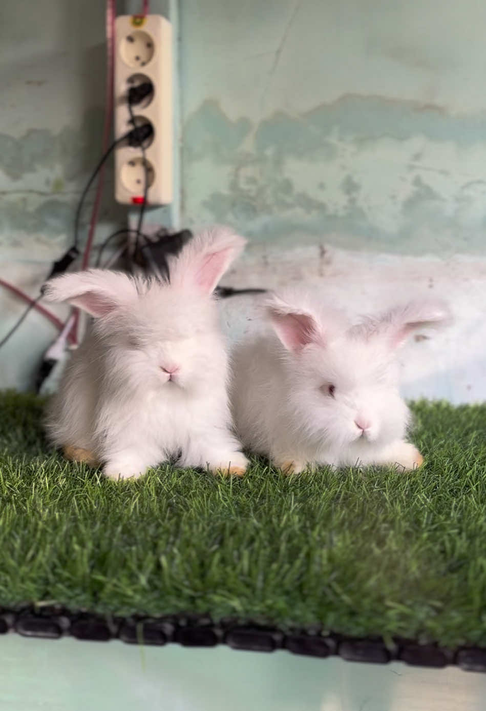 @chedyrabbit.jkt