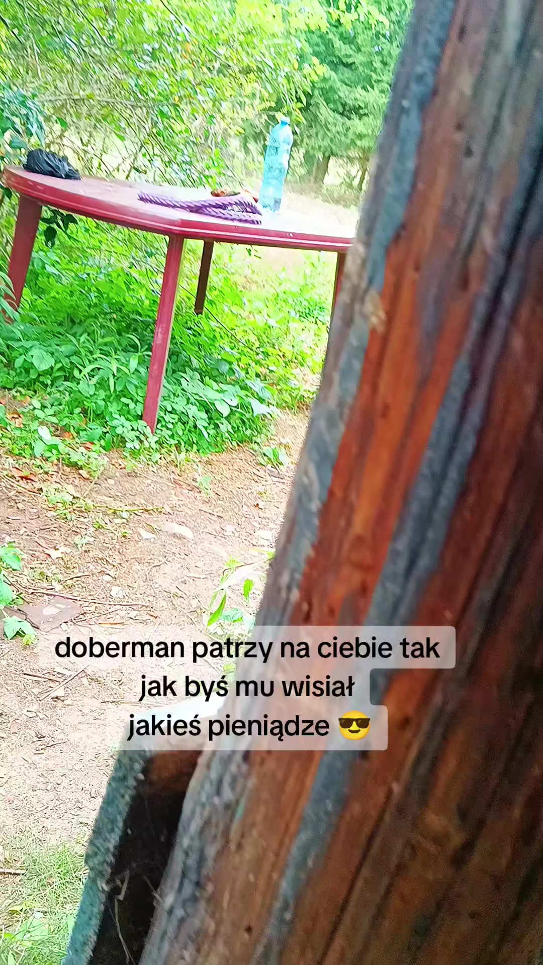 @🌪️ 𝗧 𝗔 𝗦 𝗠 𝗔 𝗡 🌪️