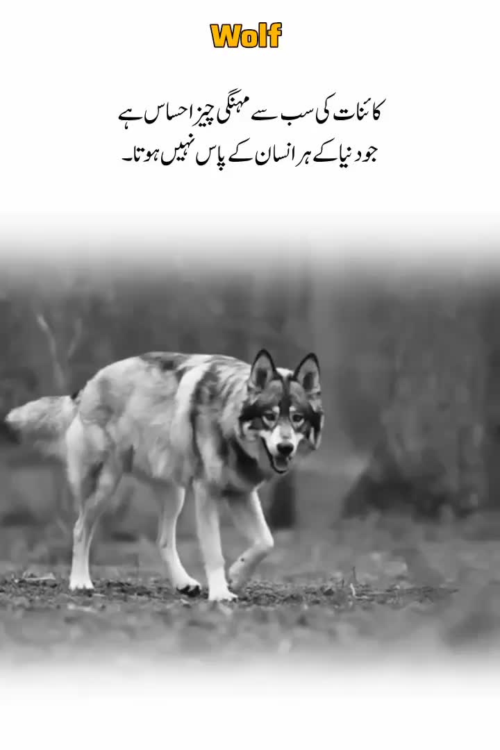 @Wolf ๐บ