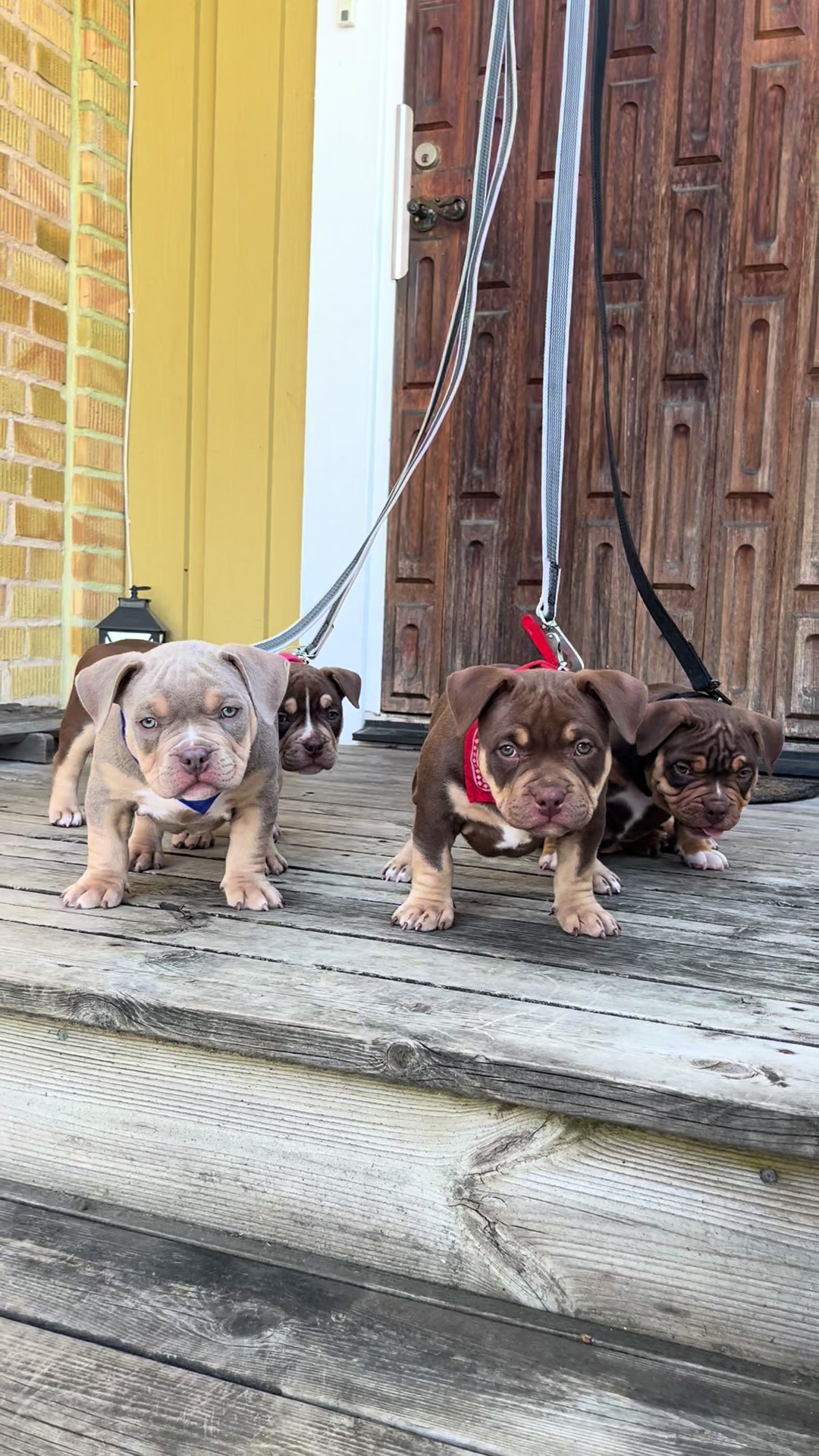 @Beautybullskennel🤍