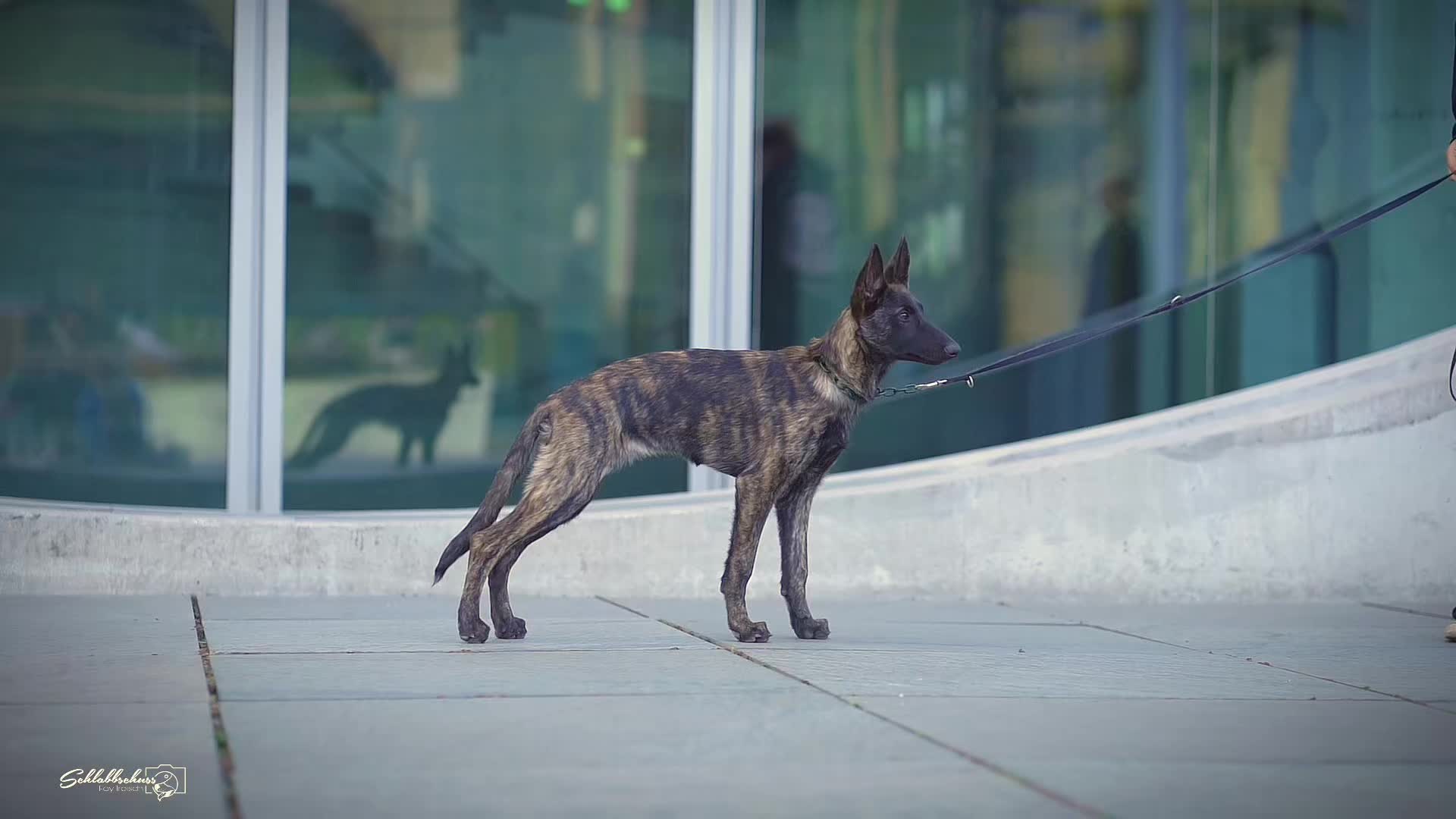 @die.hunde.mafia2