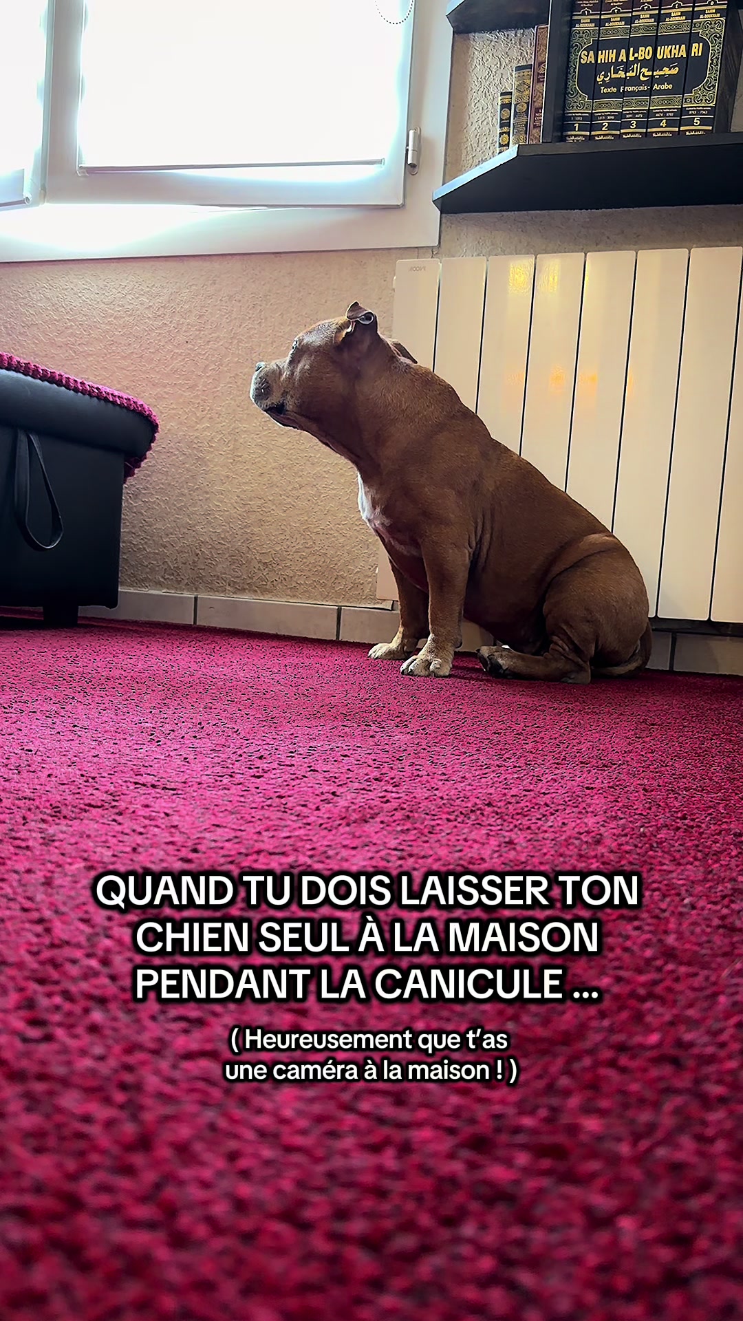@🐾 Malki Red Star 🐾