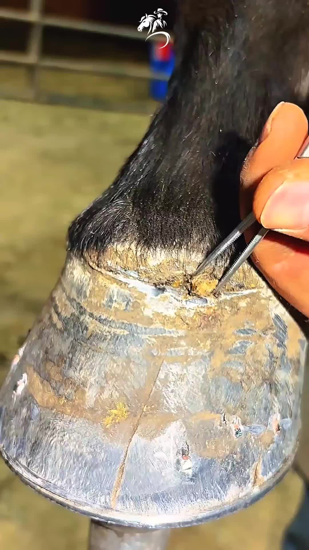 @American Farrier 🇺🇸🇺🇲