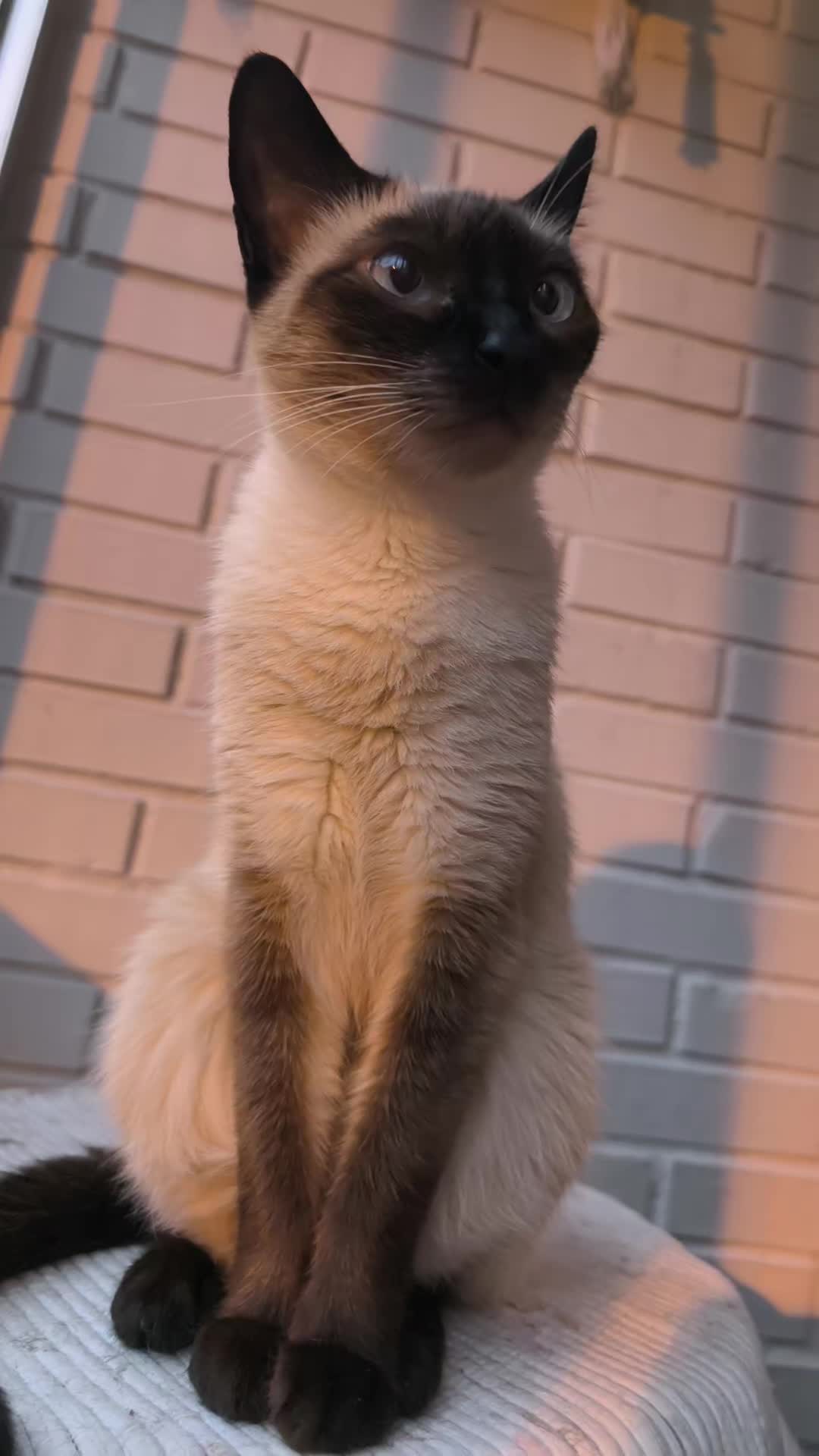 @La loca de los gatos
