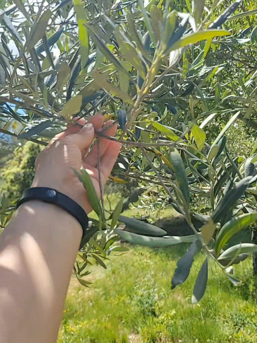 @Kader Folles - Foraging Nomad