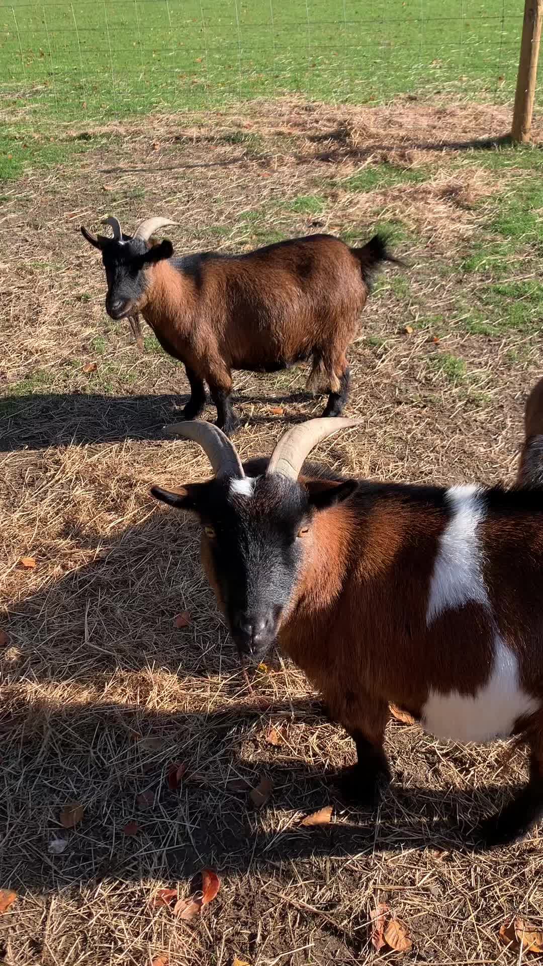 @Walnut Tree Farm