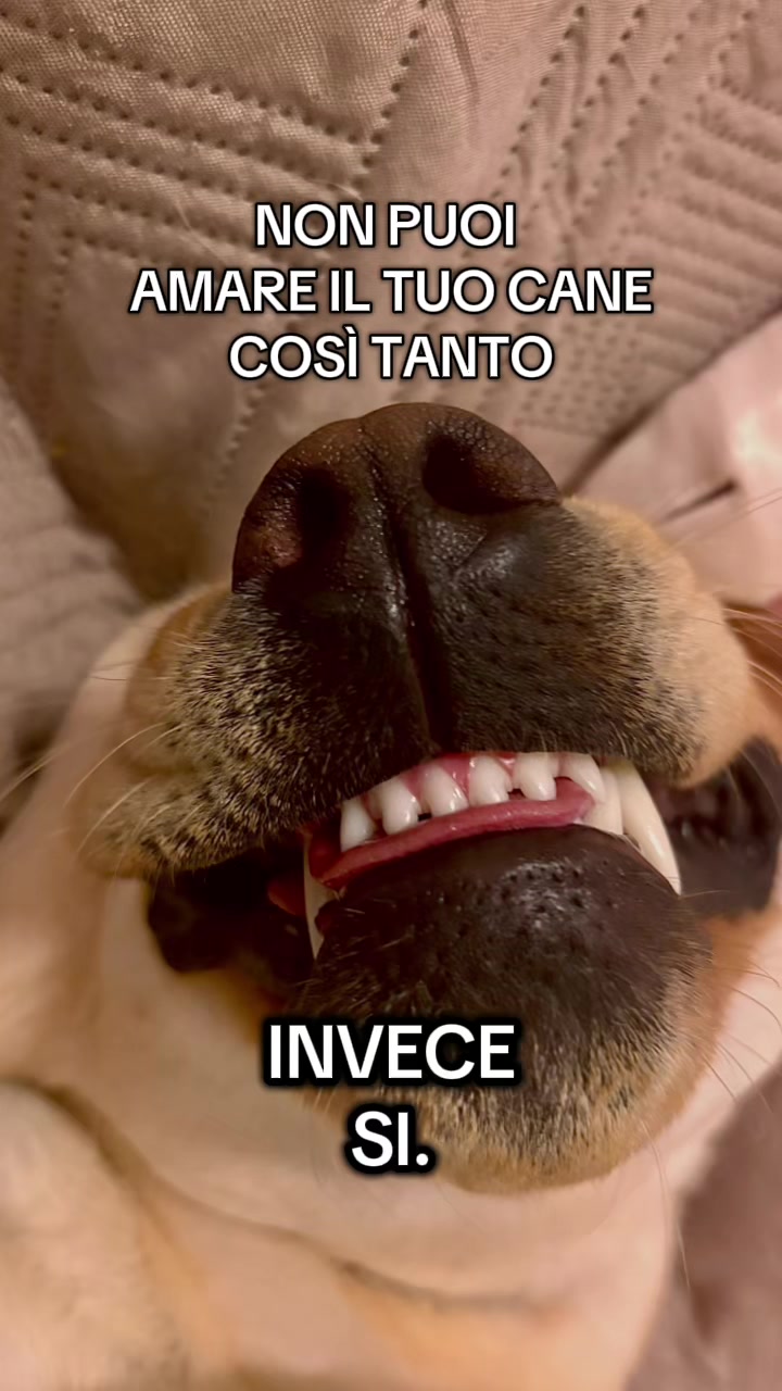 @ALMA_labradorRetriever