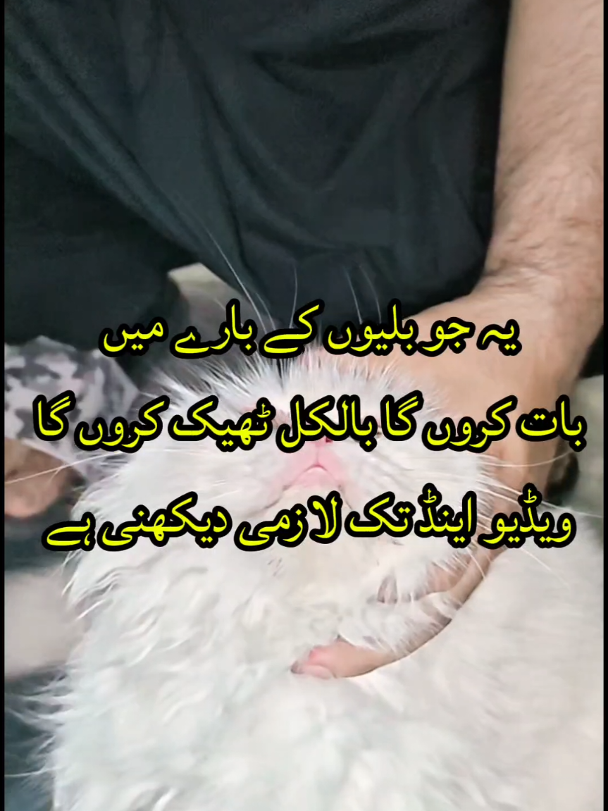 @Mian