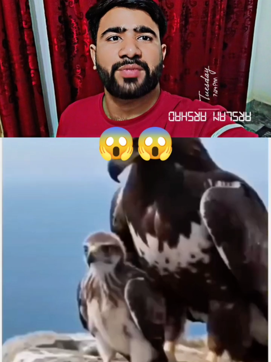 @manoreacts