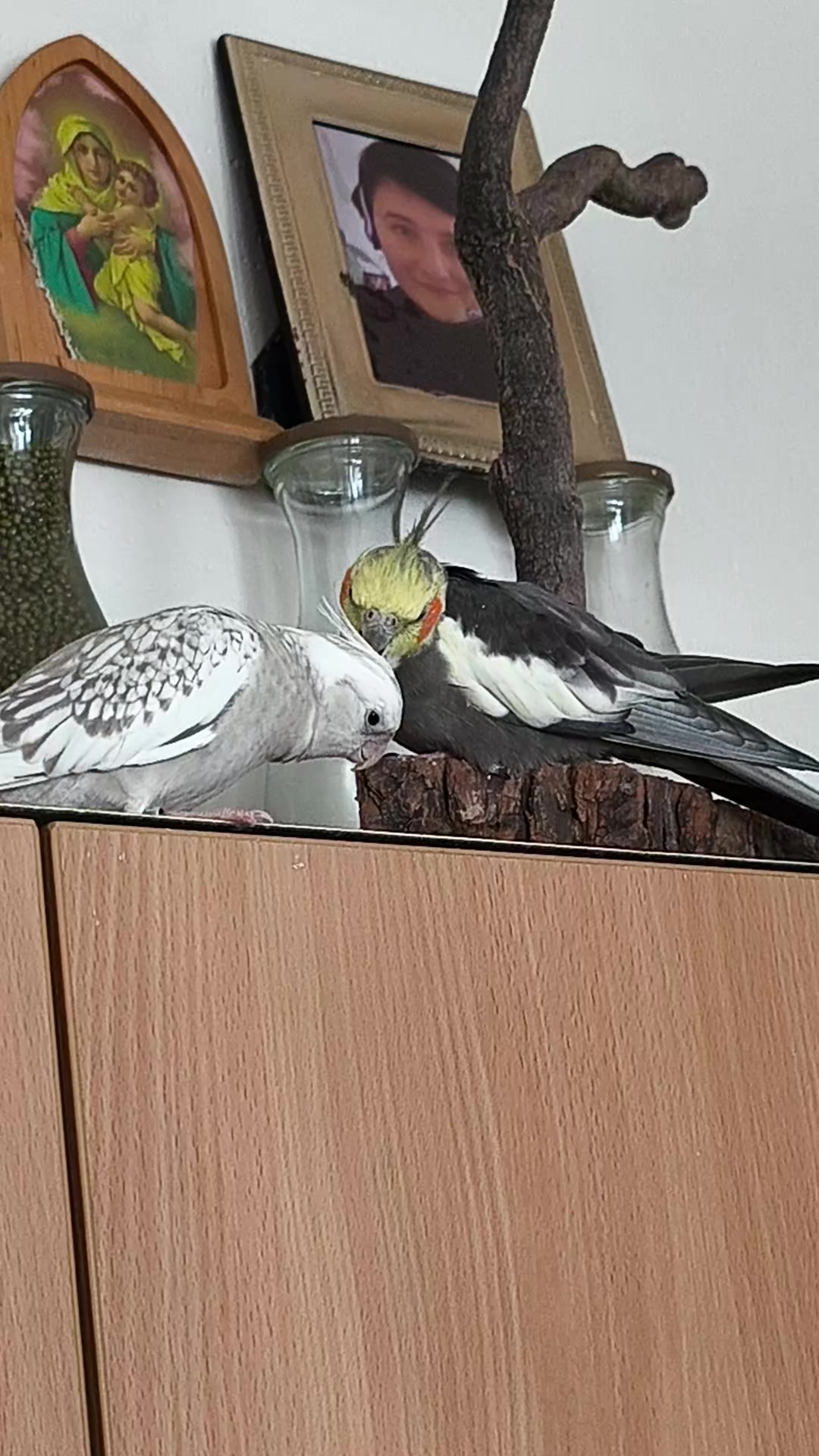 @🐦Eva Maria Vráblíková 🐕