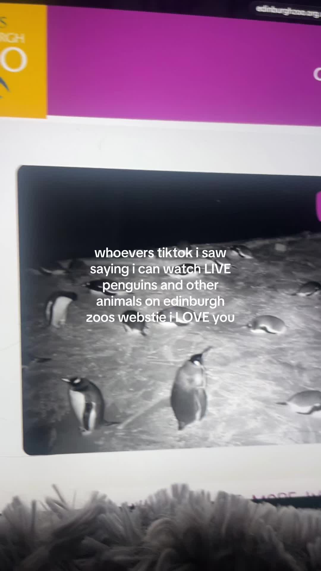 @maceysgrwms💕