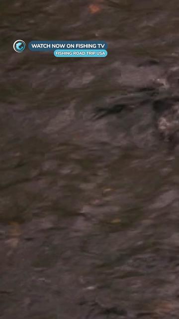 @Fishing TV