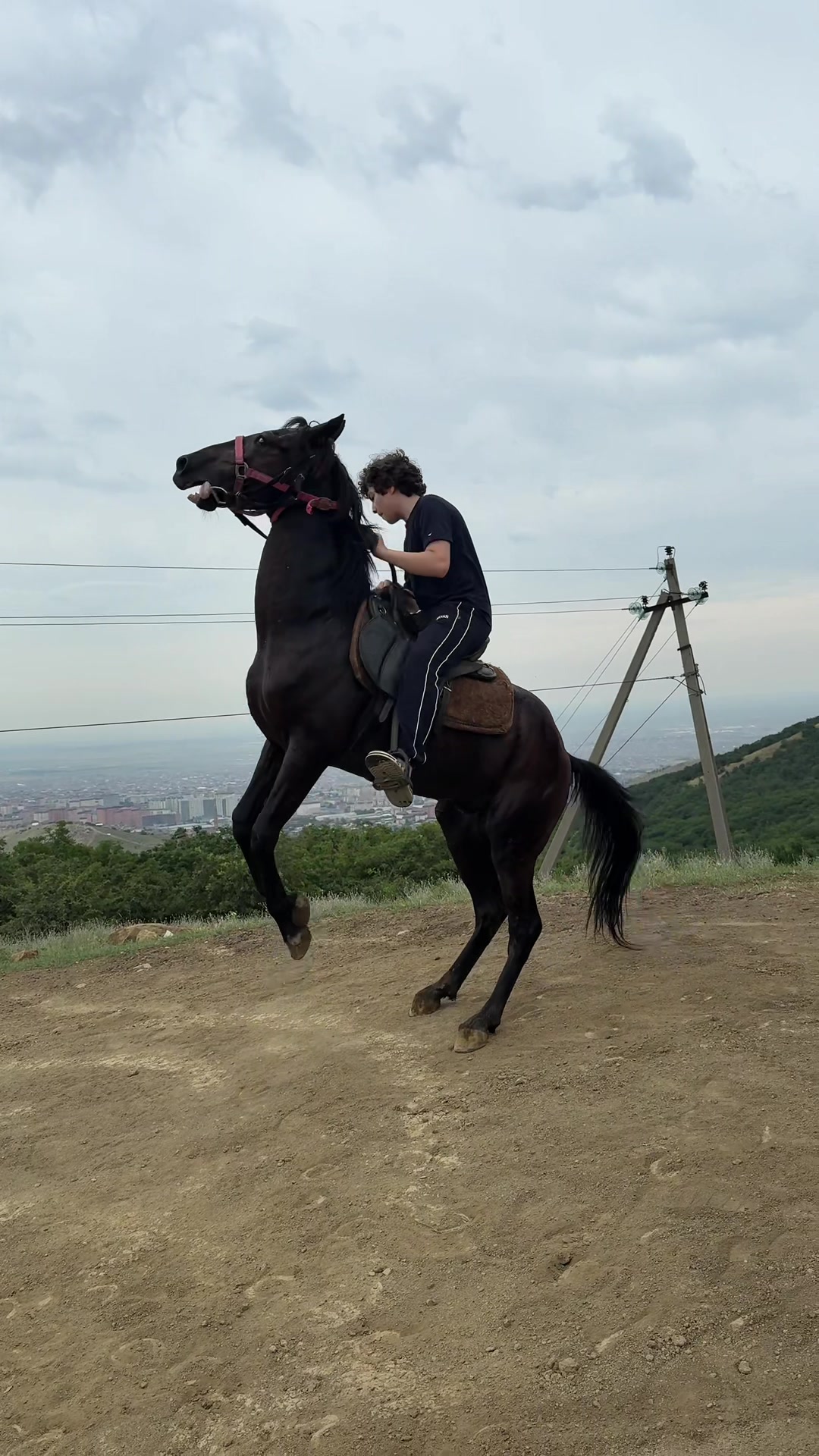 @horselek