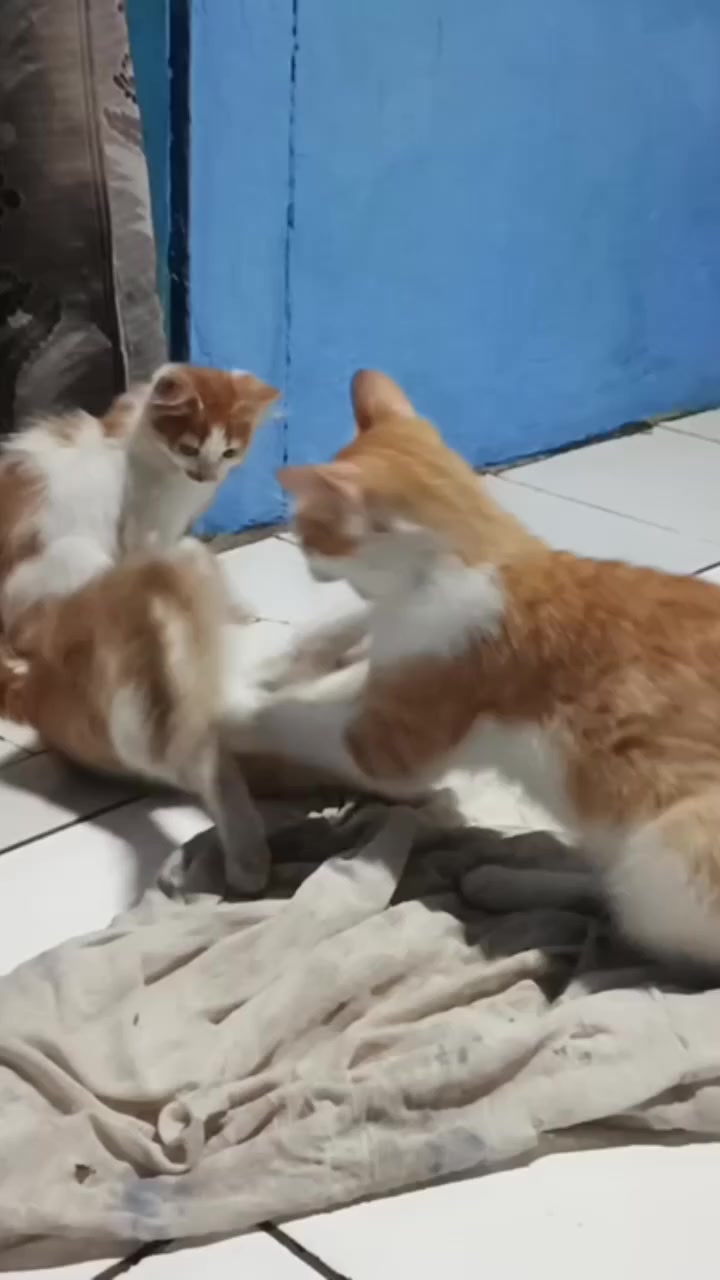 @reesmakasih