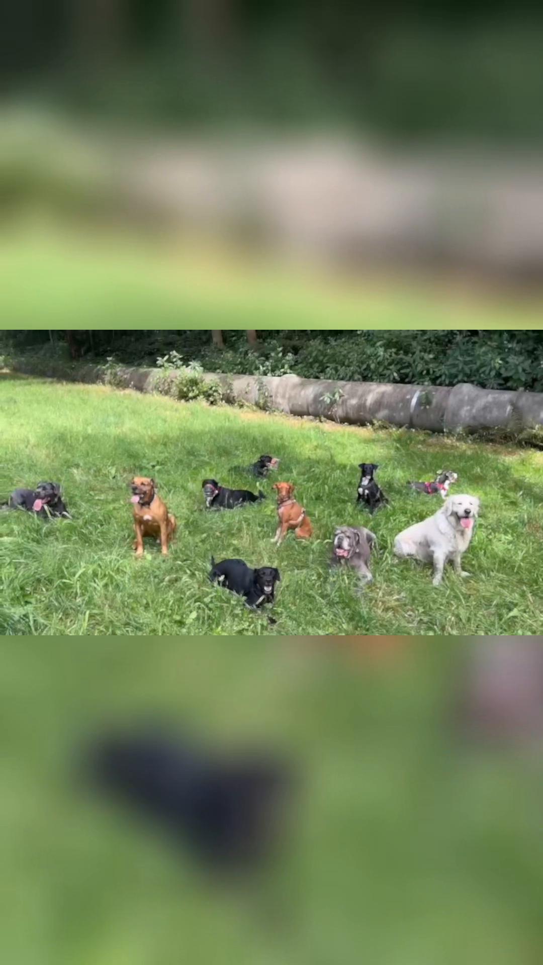 @Cane Corso Ayra 🐾