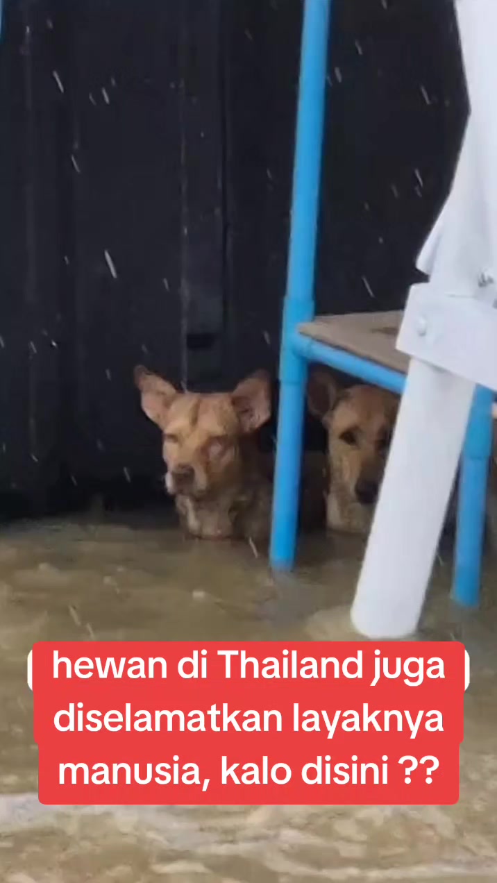 @JAMBI DOG LOVER✨
