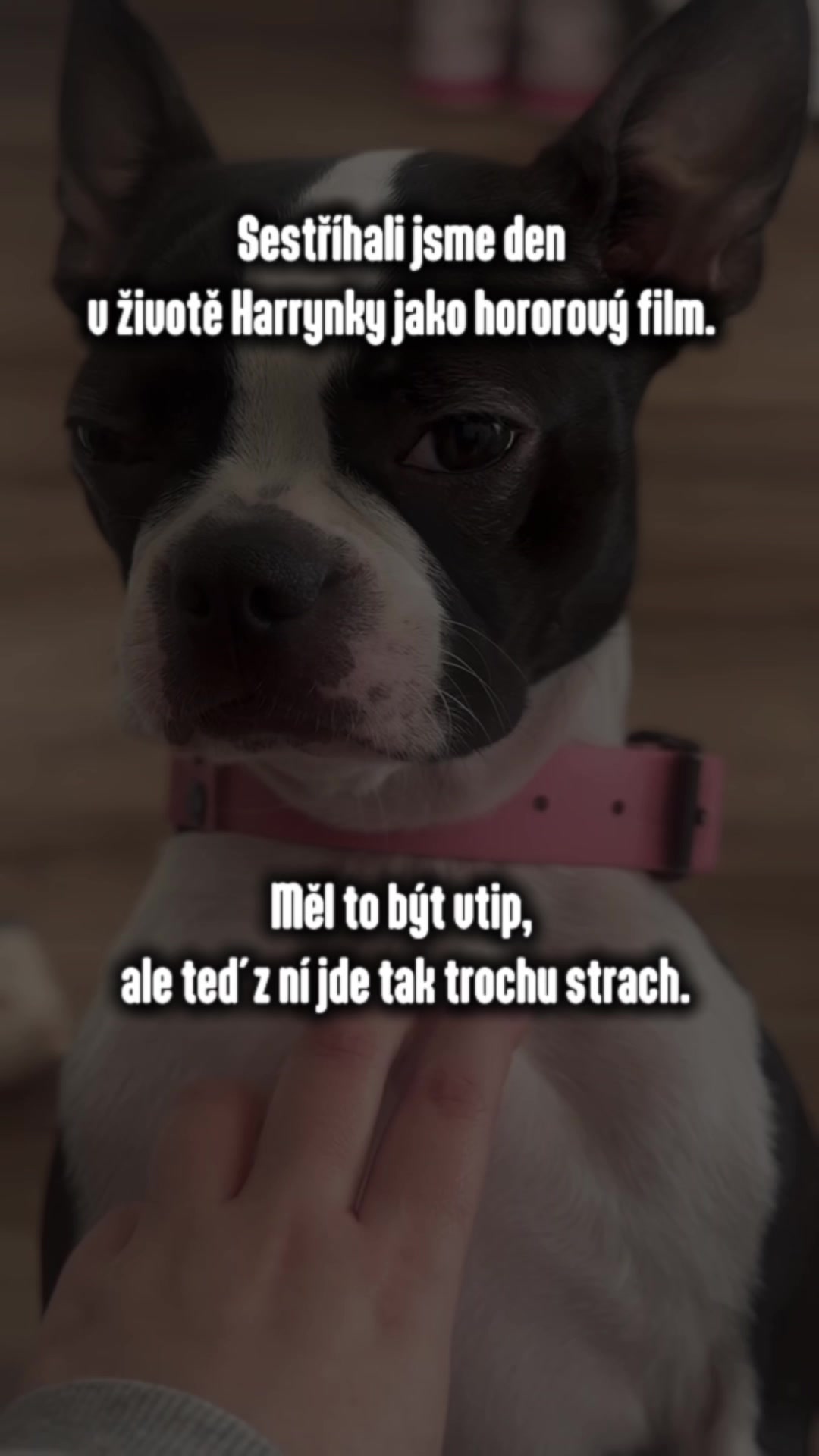 @animall_cz