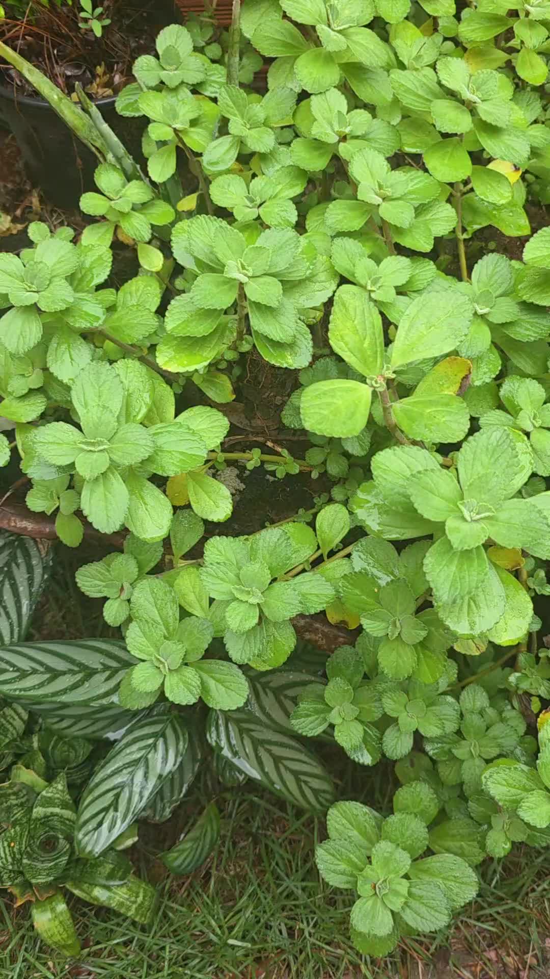 @Dicas e Receitas Naturais