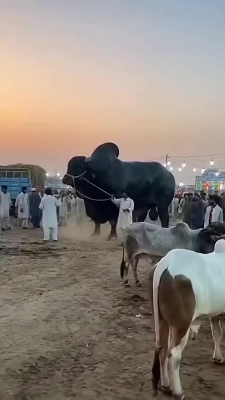 @Naimal Khawar