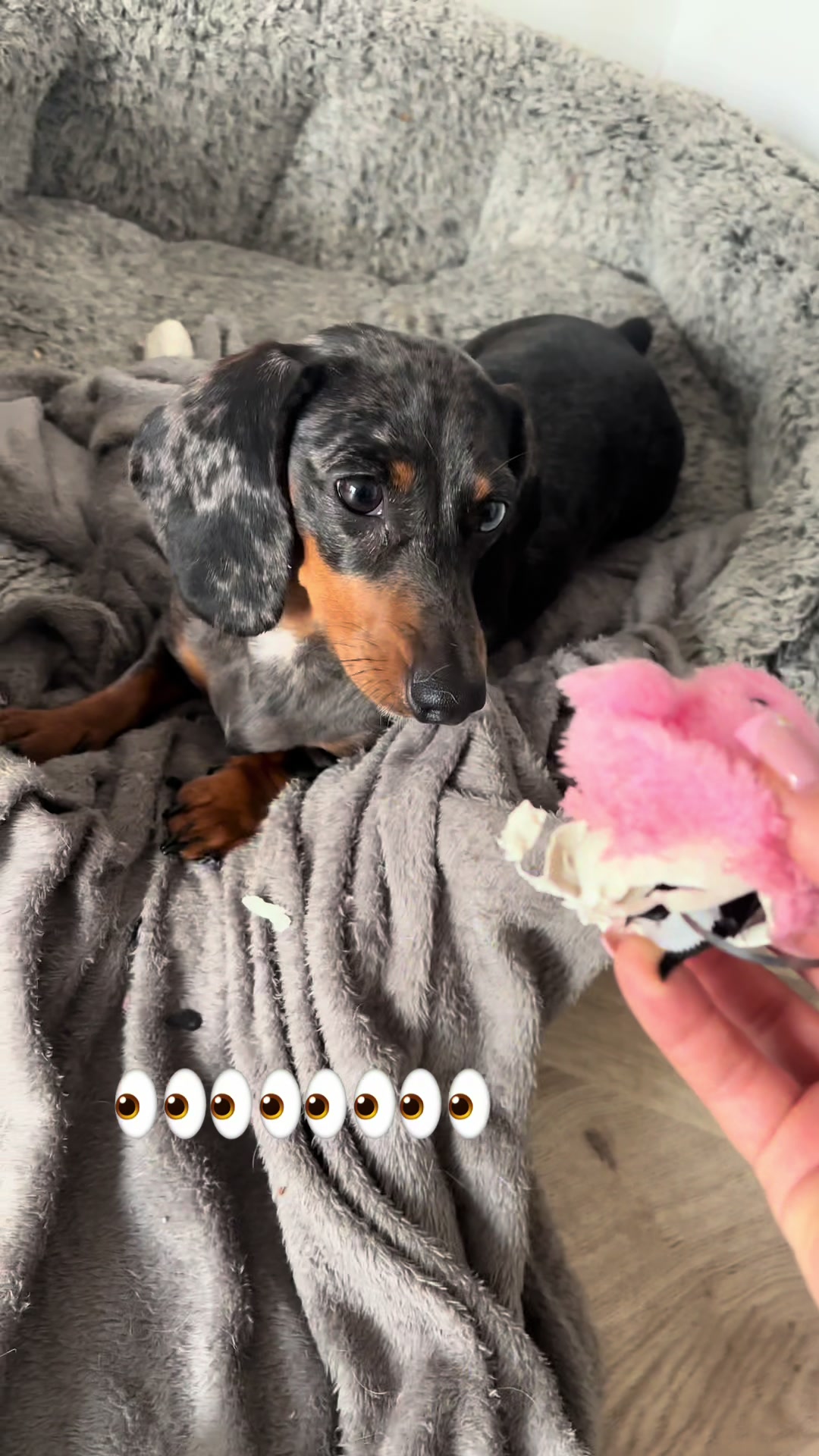 @mylittlesausagebella