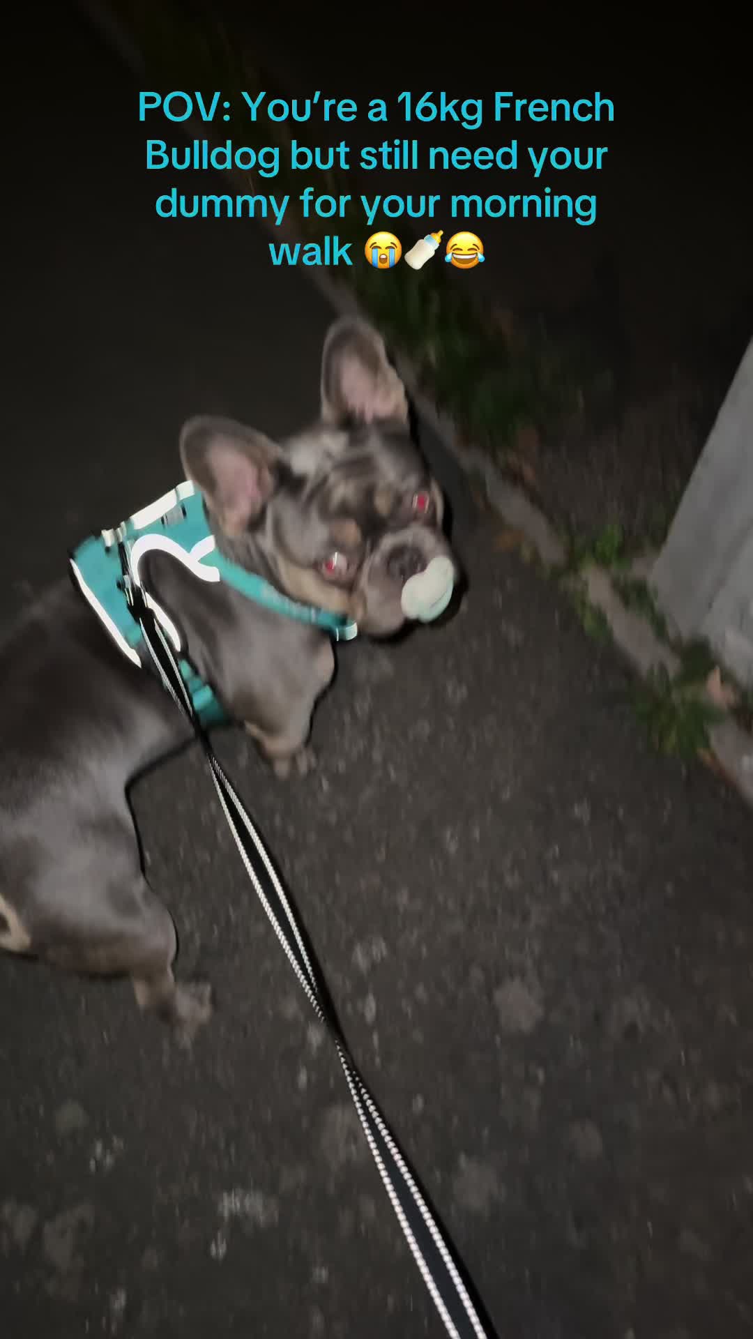 @Diablo the frenchie