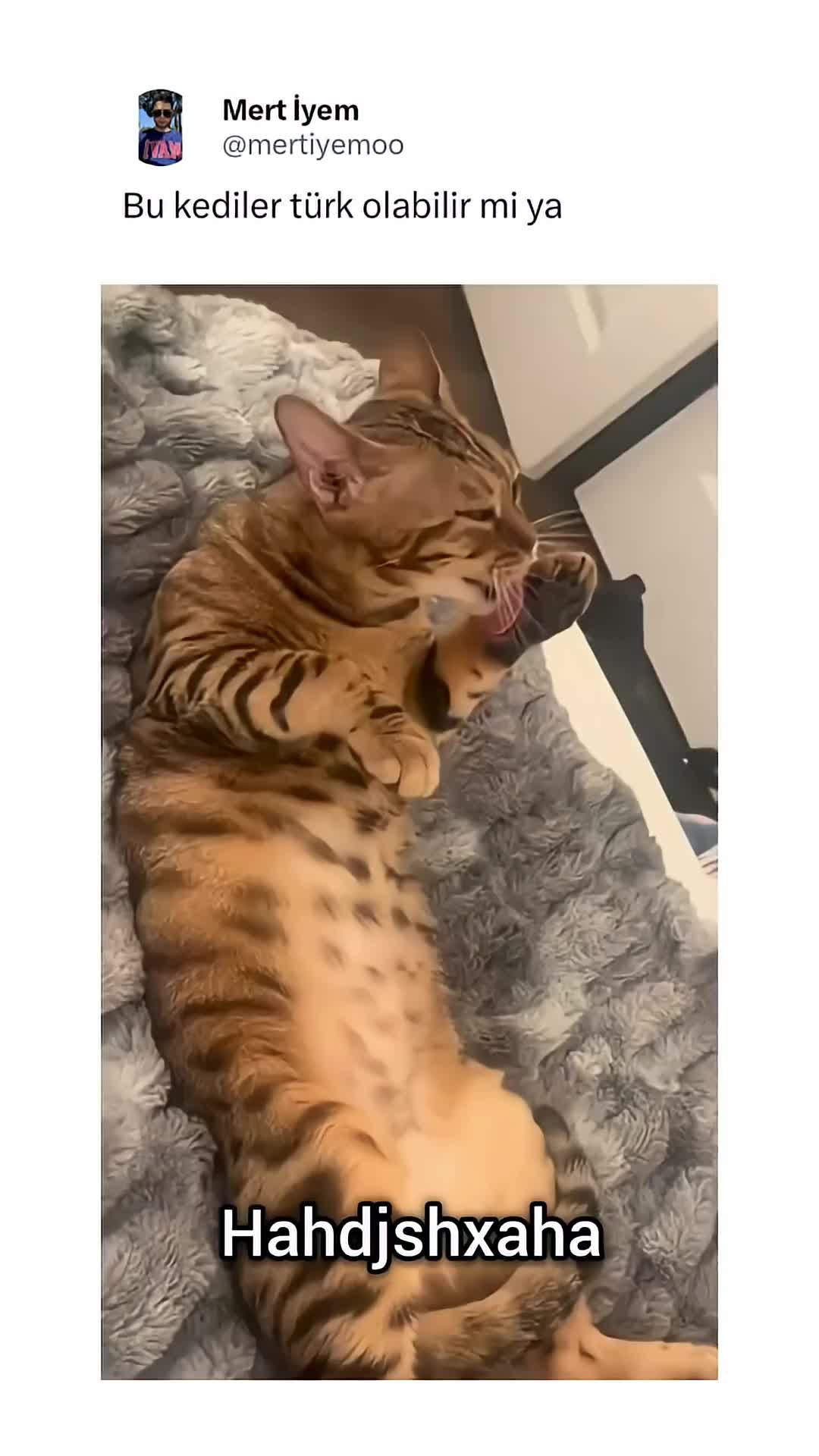@rehmli_tchat