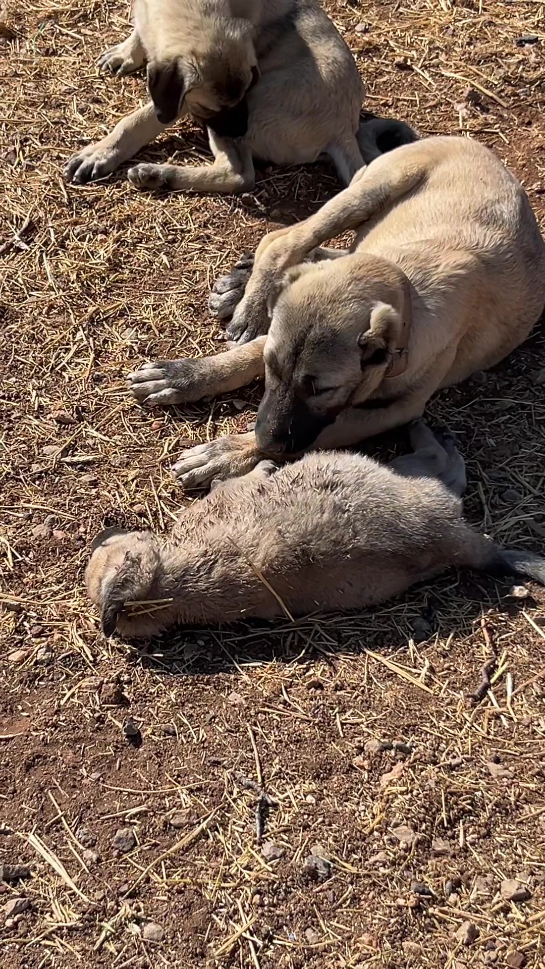 @🇹🇷Sivas Kangal Köpeği 🇹🇷