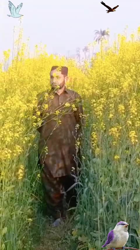 @Anjum.Rehman