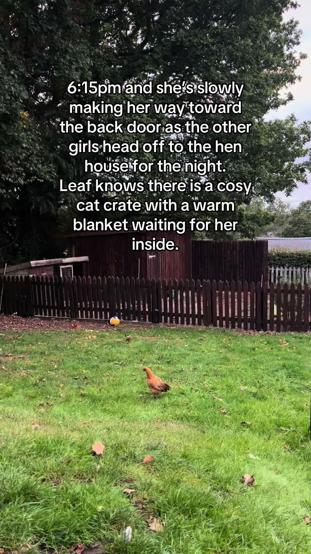 @Kerry and the chickens