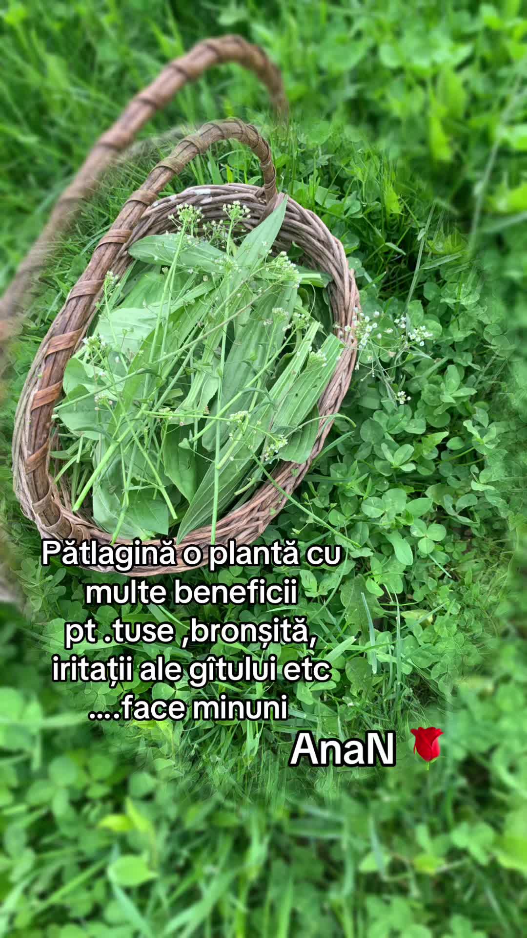 @Ana-N.