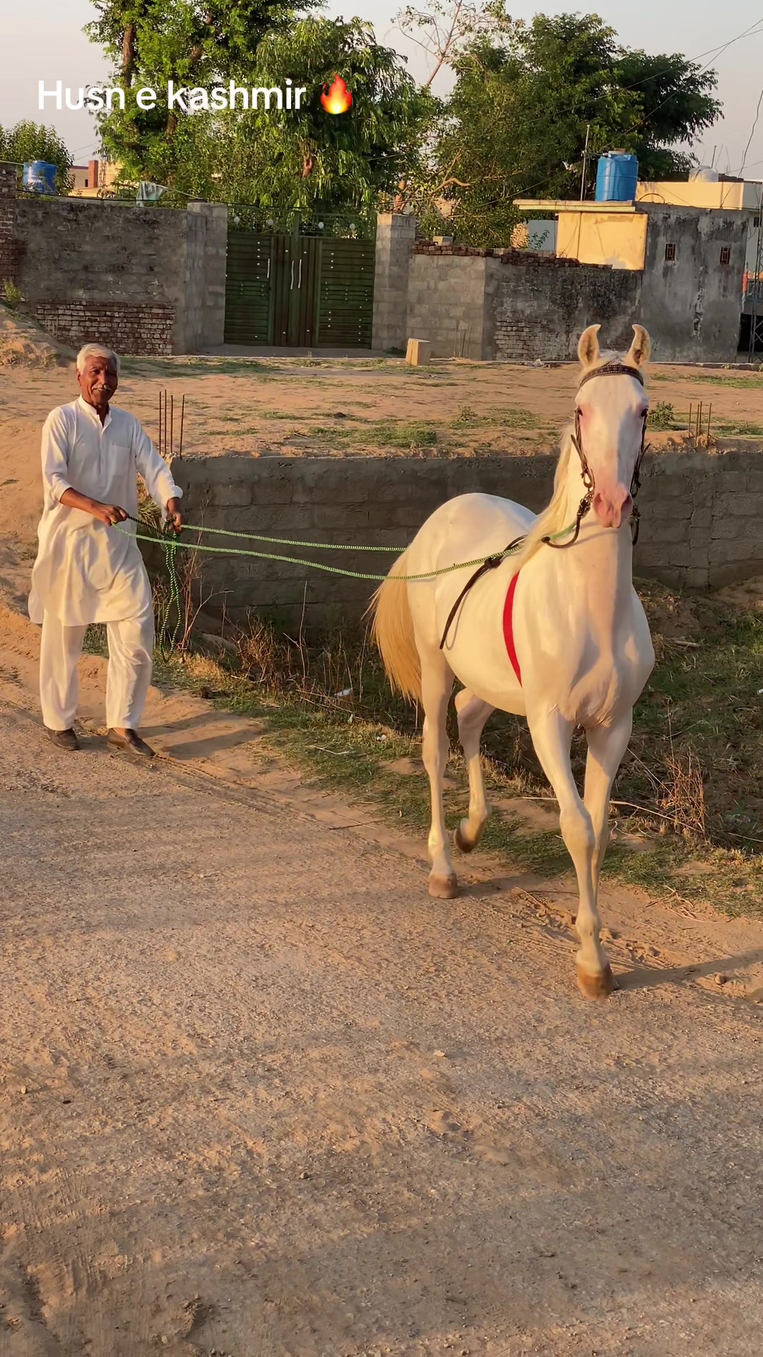 @Ch Hammad bokan ♥️🐎