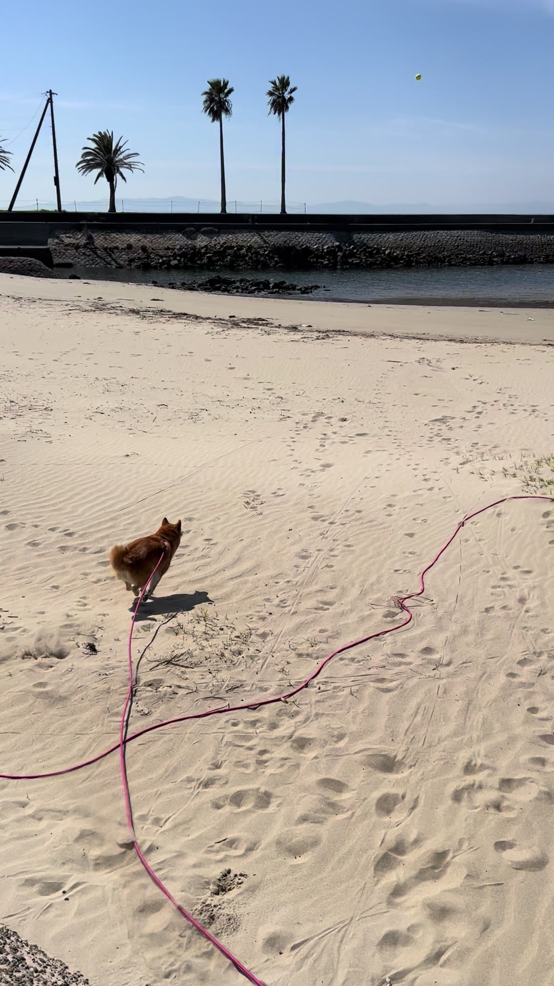 @柴犬虎徹