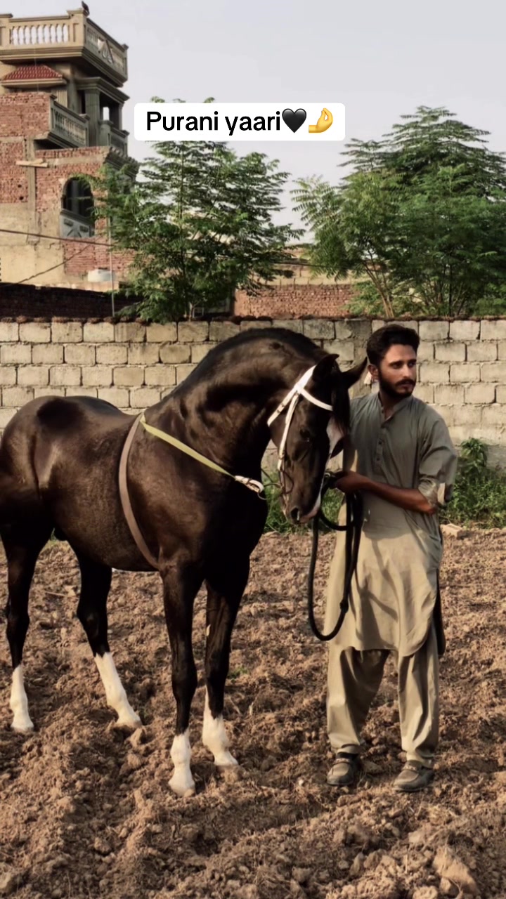 @Ch Hammad bokan ♥️🐎