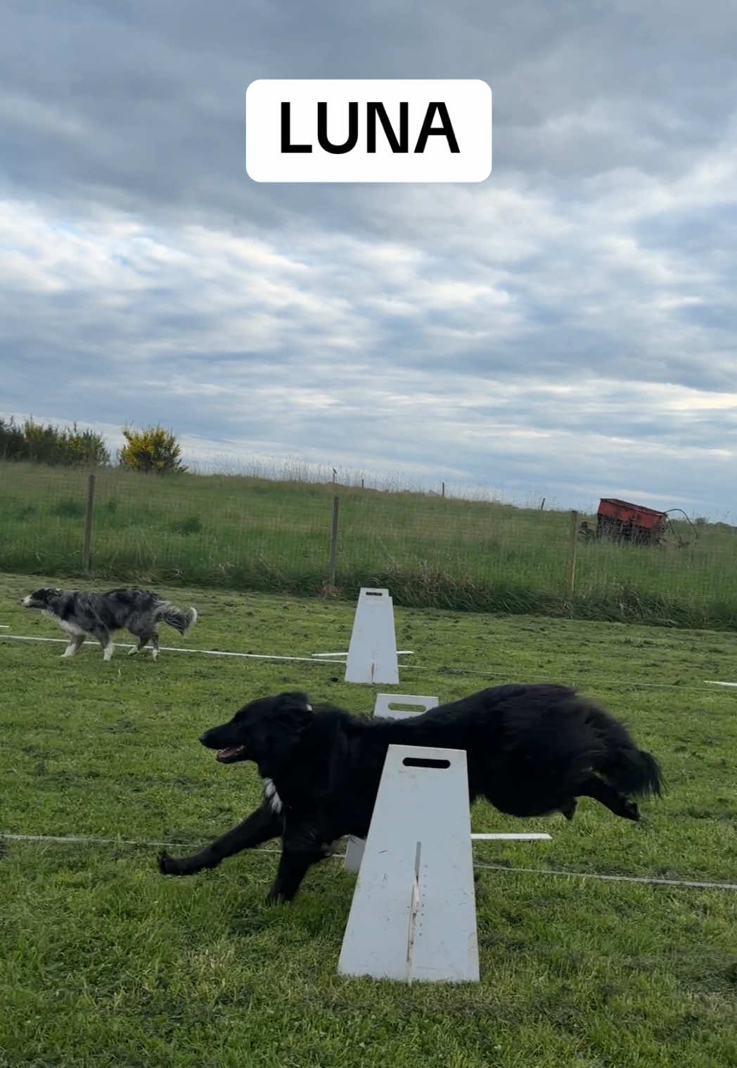 @Pawsitivity Flyball Team