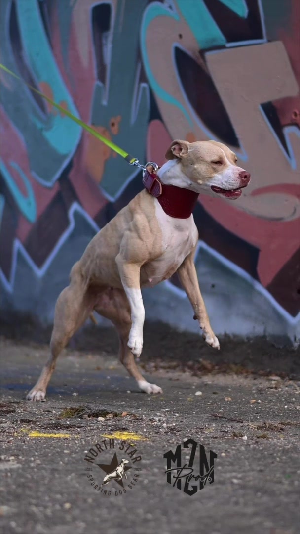 @kiara_isis_apbt
