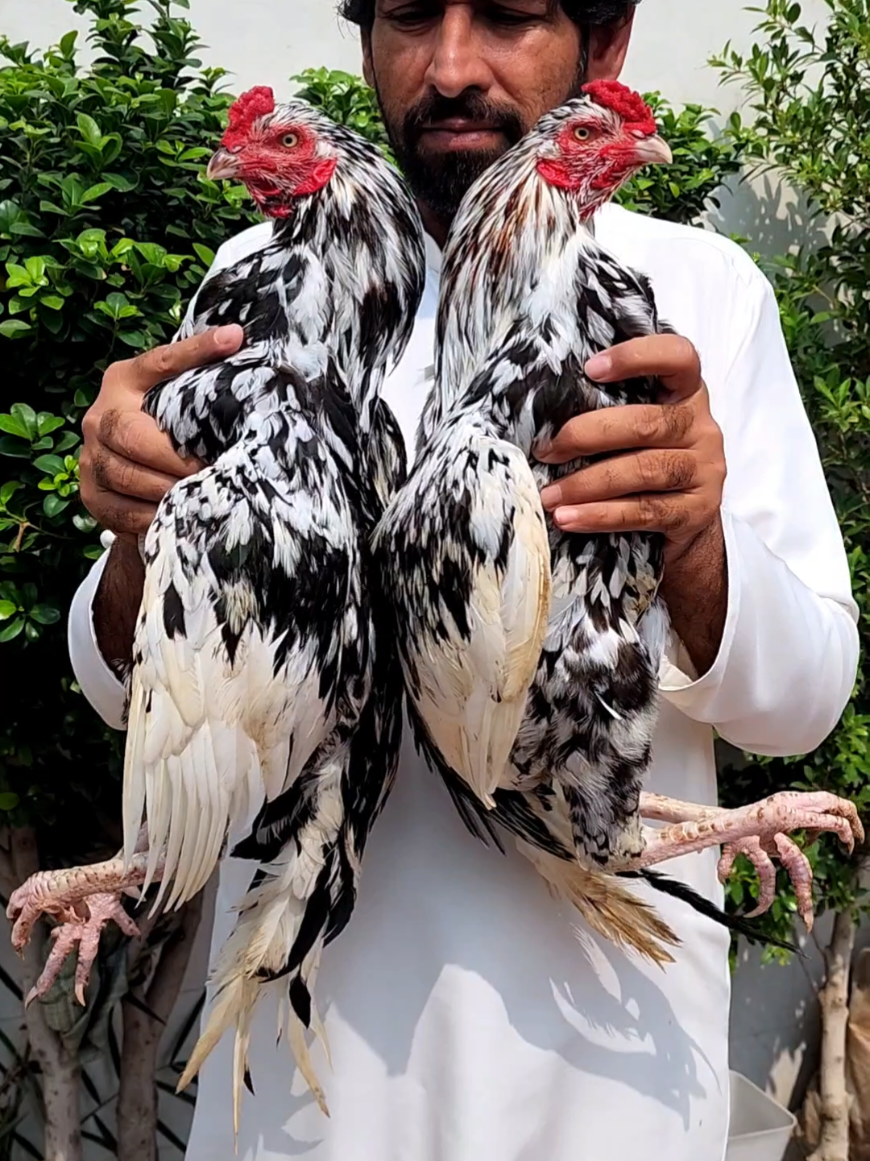 @Sajjad Aseel Farm