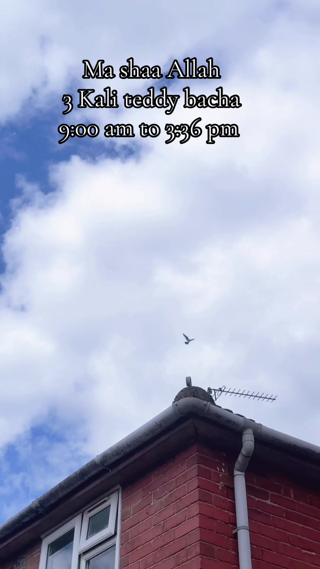 @DKB🇵🇰ĦighFlyerPigeonClub 🕊️