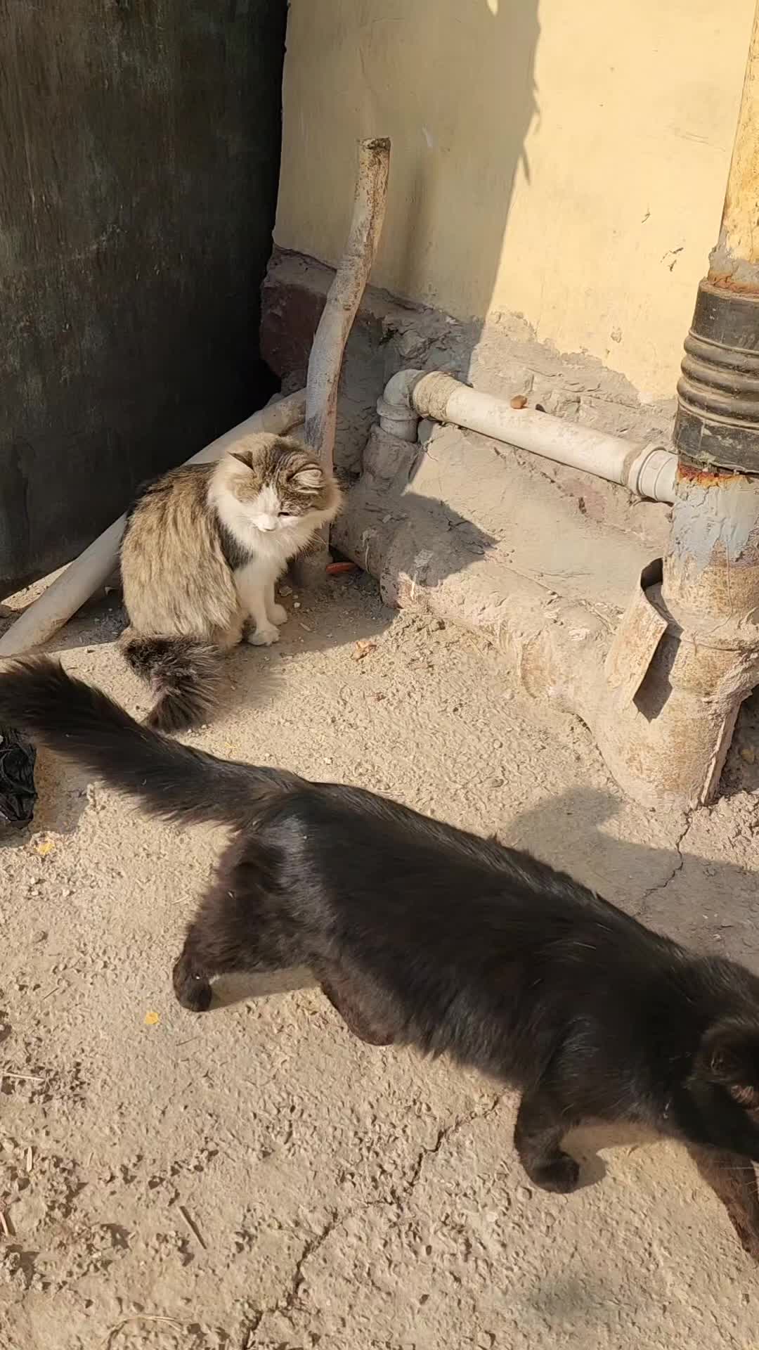 @Cat's Save