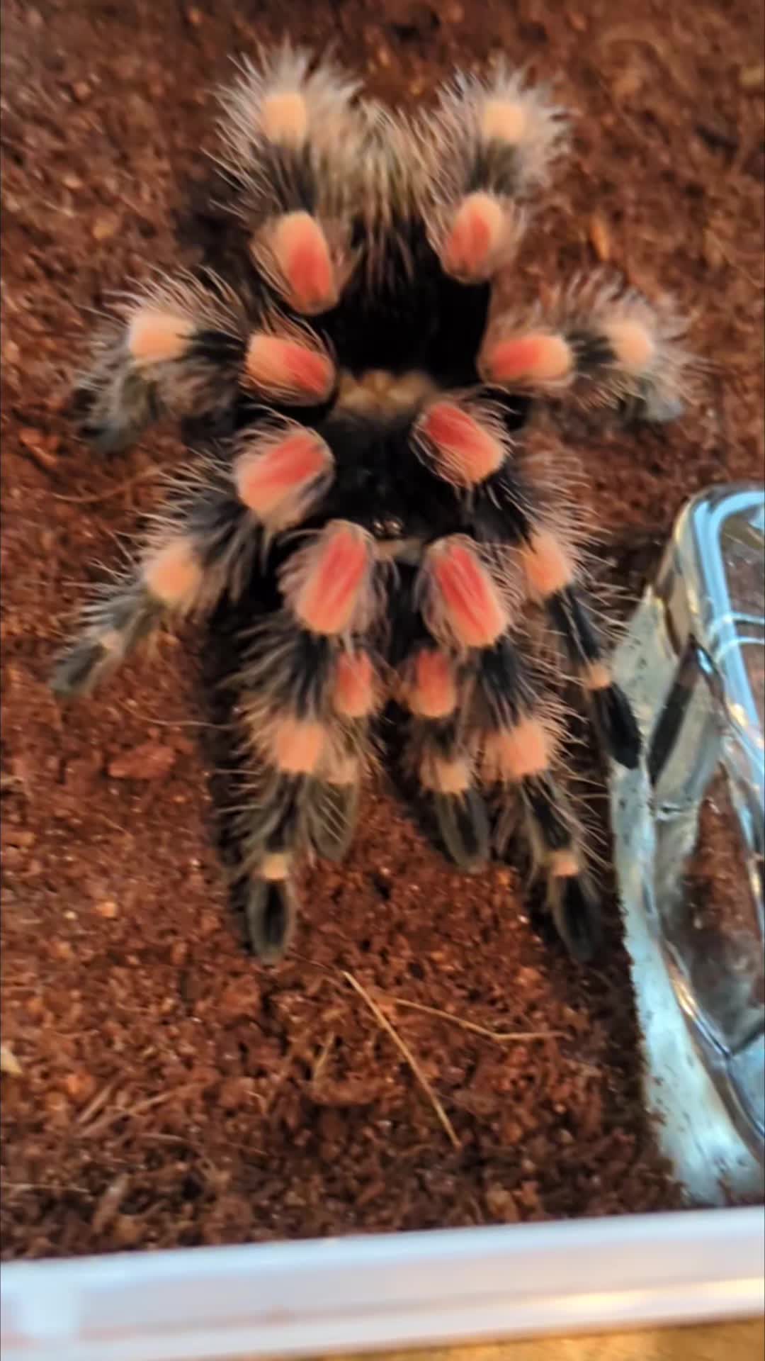 @Eryri Exotics