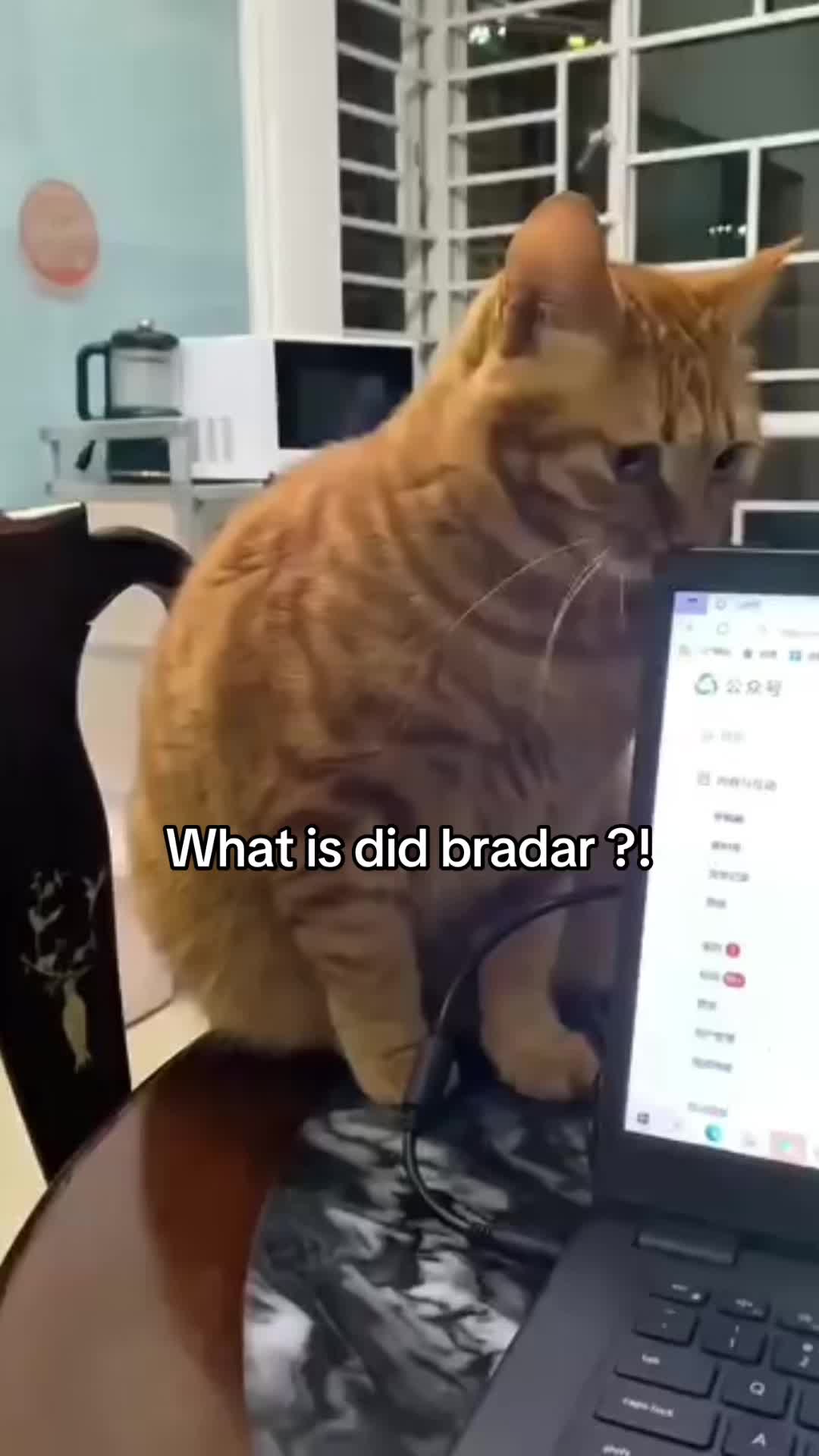 @miaou.catz